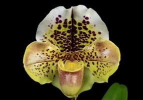 Paphiopedilum Razzmatazz Royal Belle HCC/AOS 75 pts.